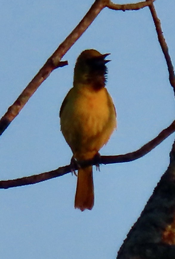 Orchard Oriole - ML620376998