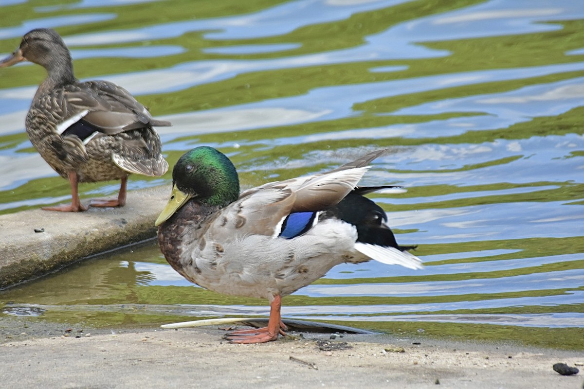 Canard colvert - ML620376999