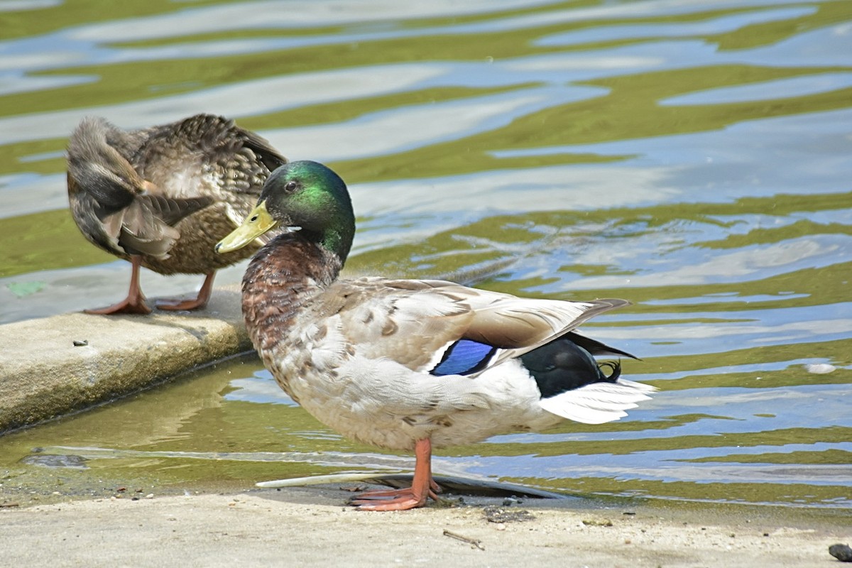 Canard colvert - ML620377001