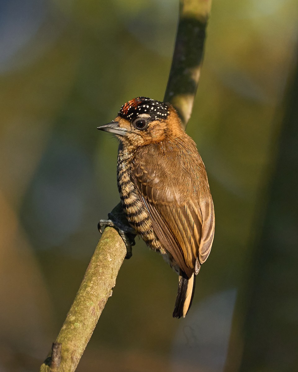 Ochre-collared Piculet - ML620377002