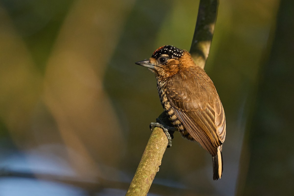 Ochre-collared Piculet - ML620377006