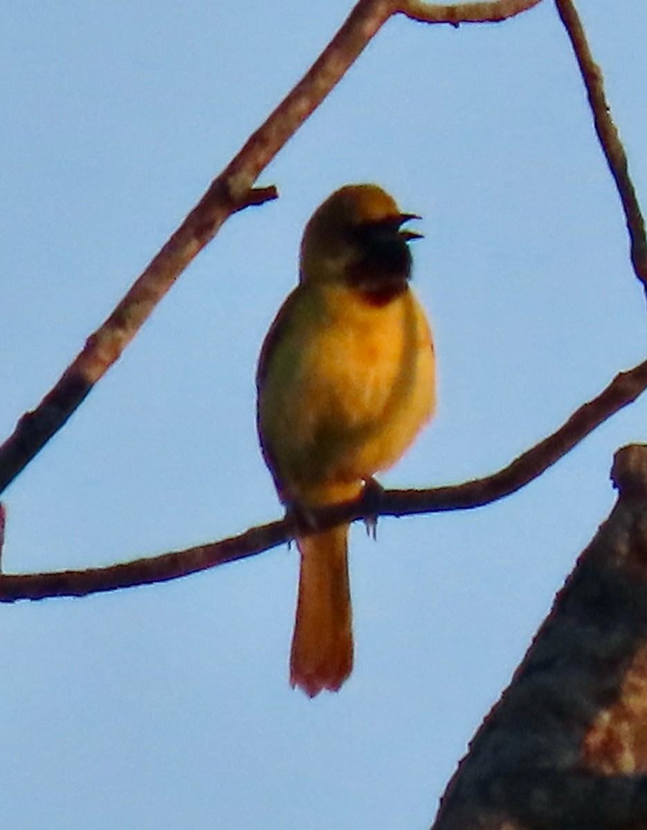 Orchard Oriole - ML620377007