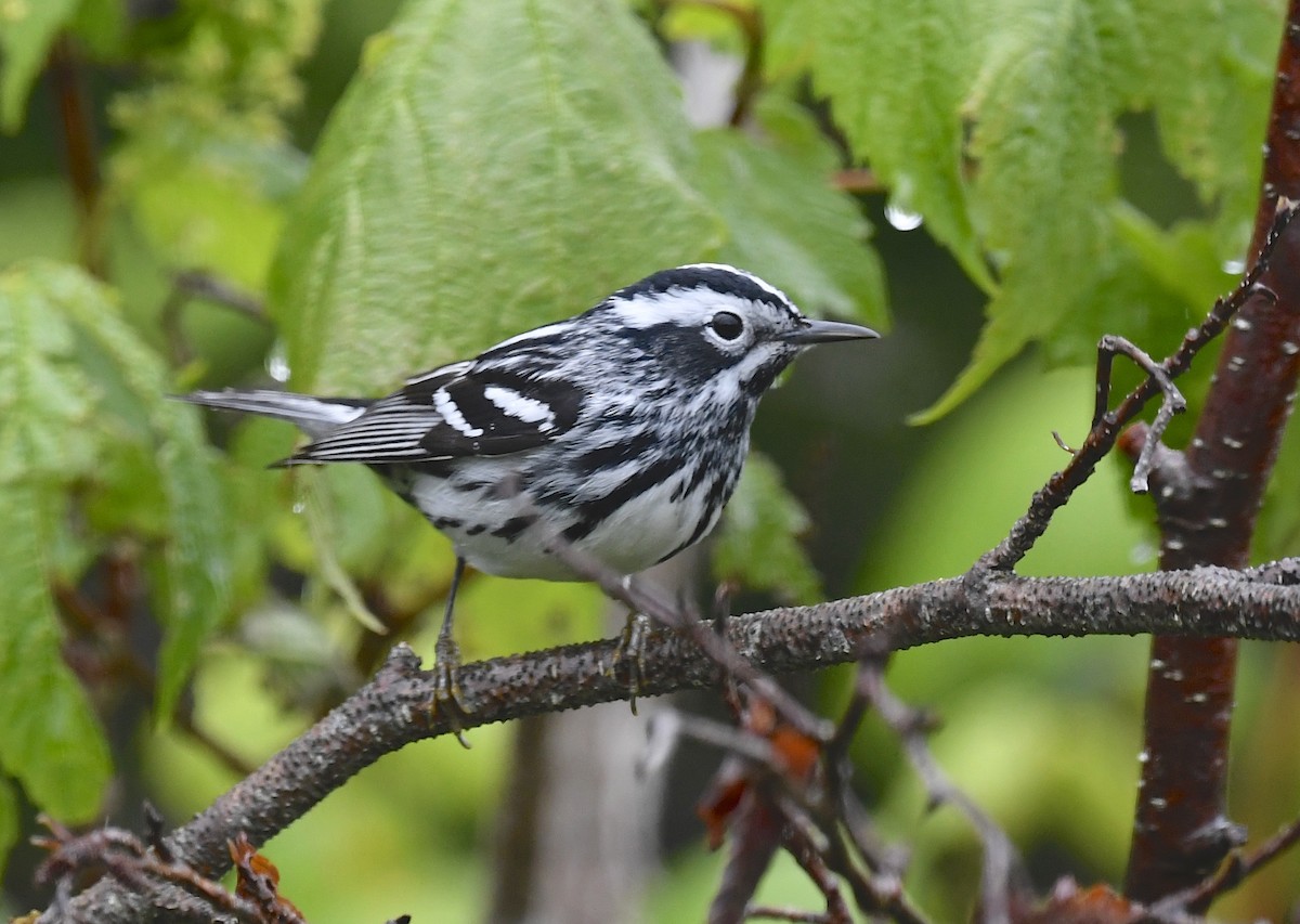 Black-and-white Warbler - ML620377015