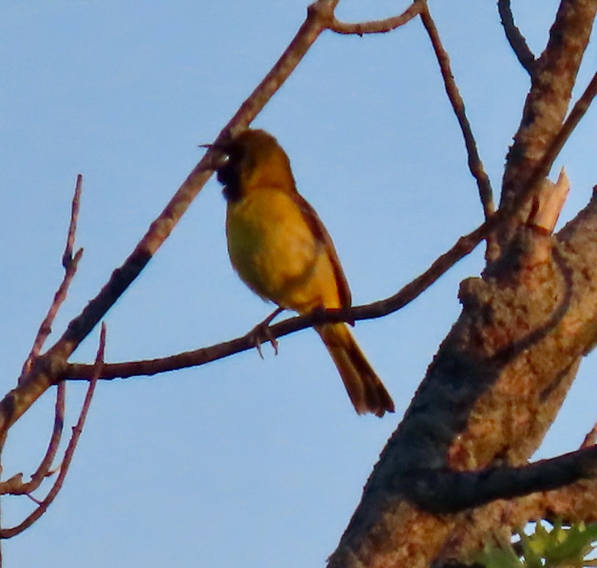Orchard Oriole - ML620377019