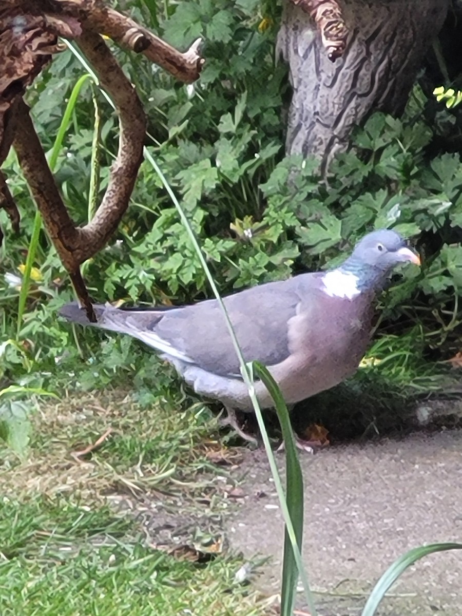 Common Wood-Pigeon (White-necked) - Neve Hughes