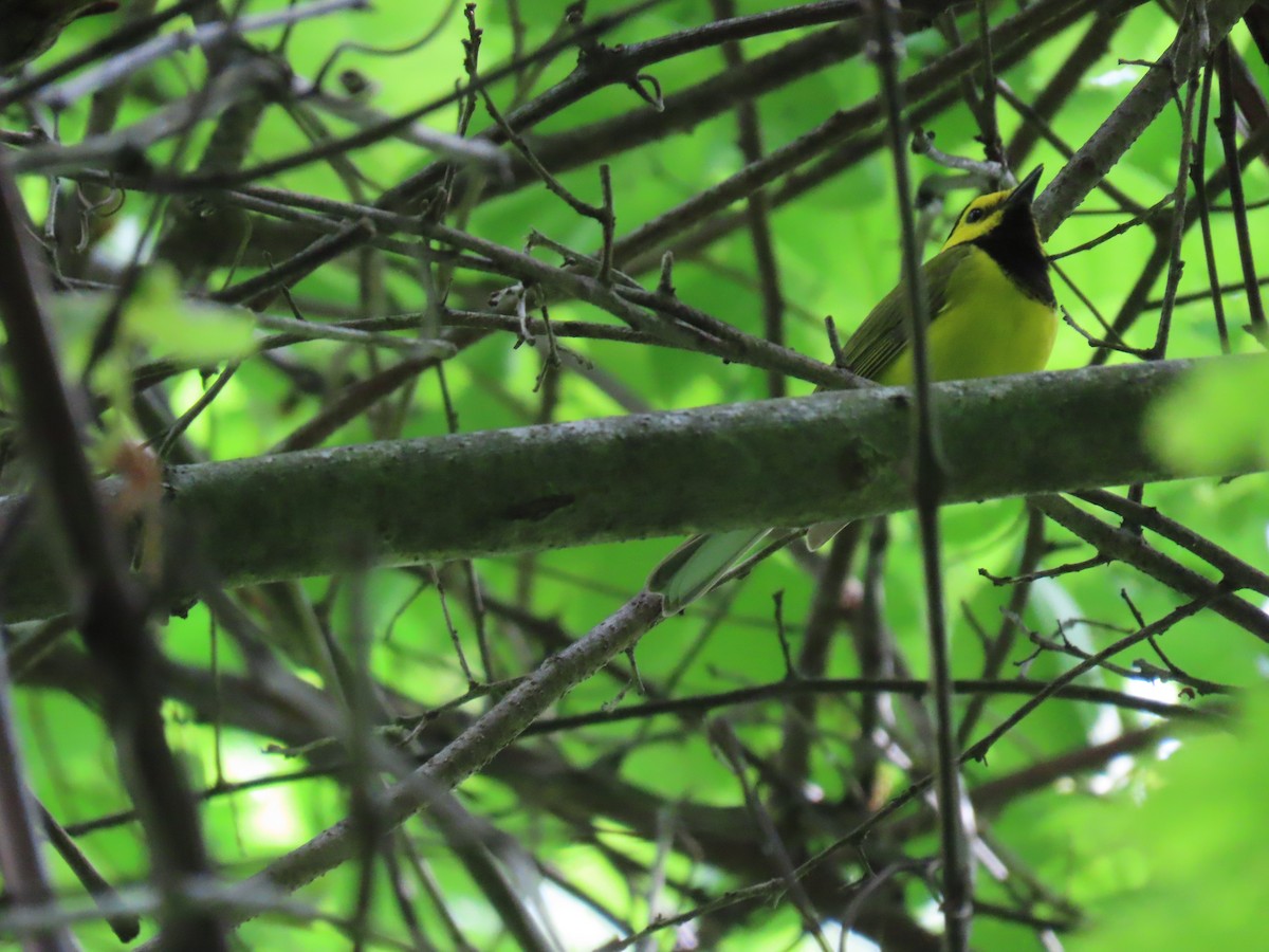 Hooded Warbler - Ray Duffy