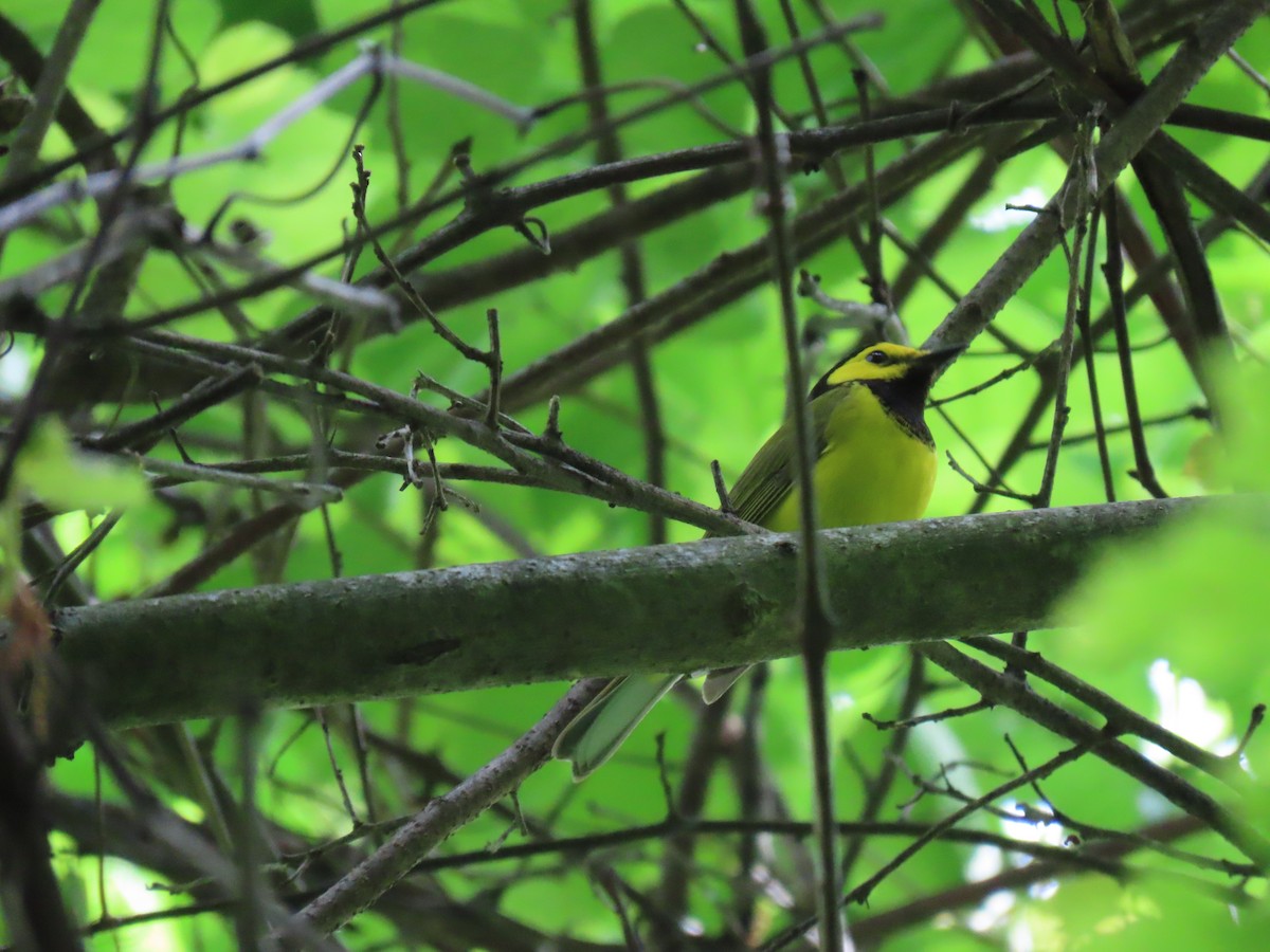 Hooded Warbler - Ray Duffy