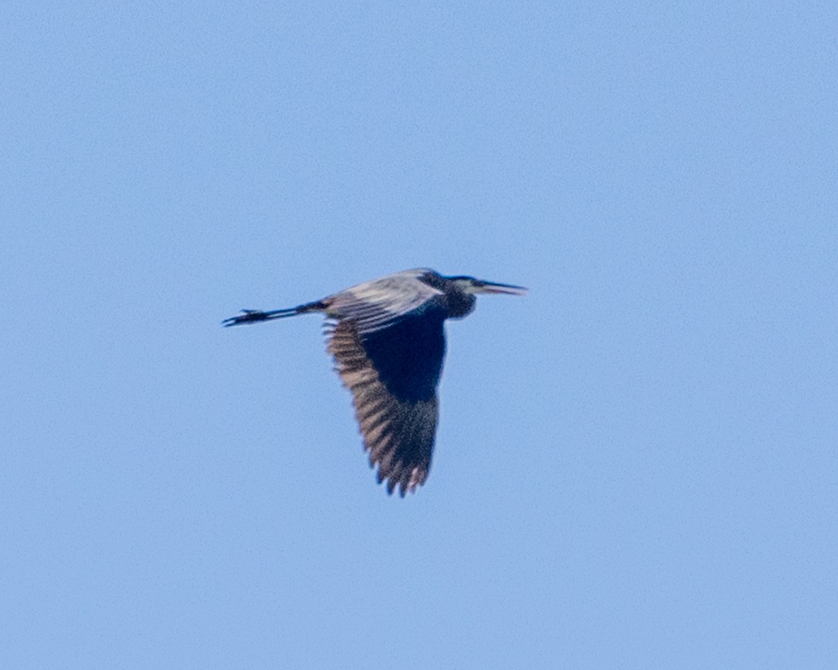 Great Blue Heron (Great Blue) - ML620377035