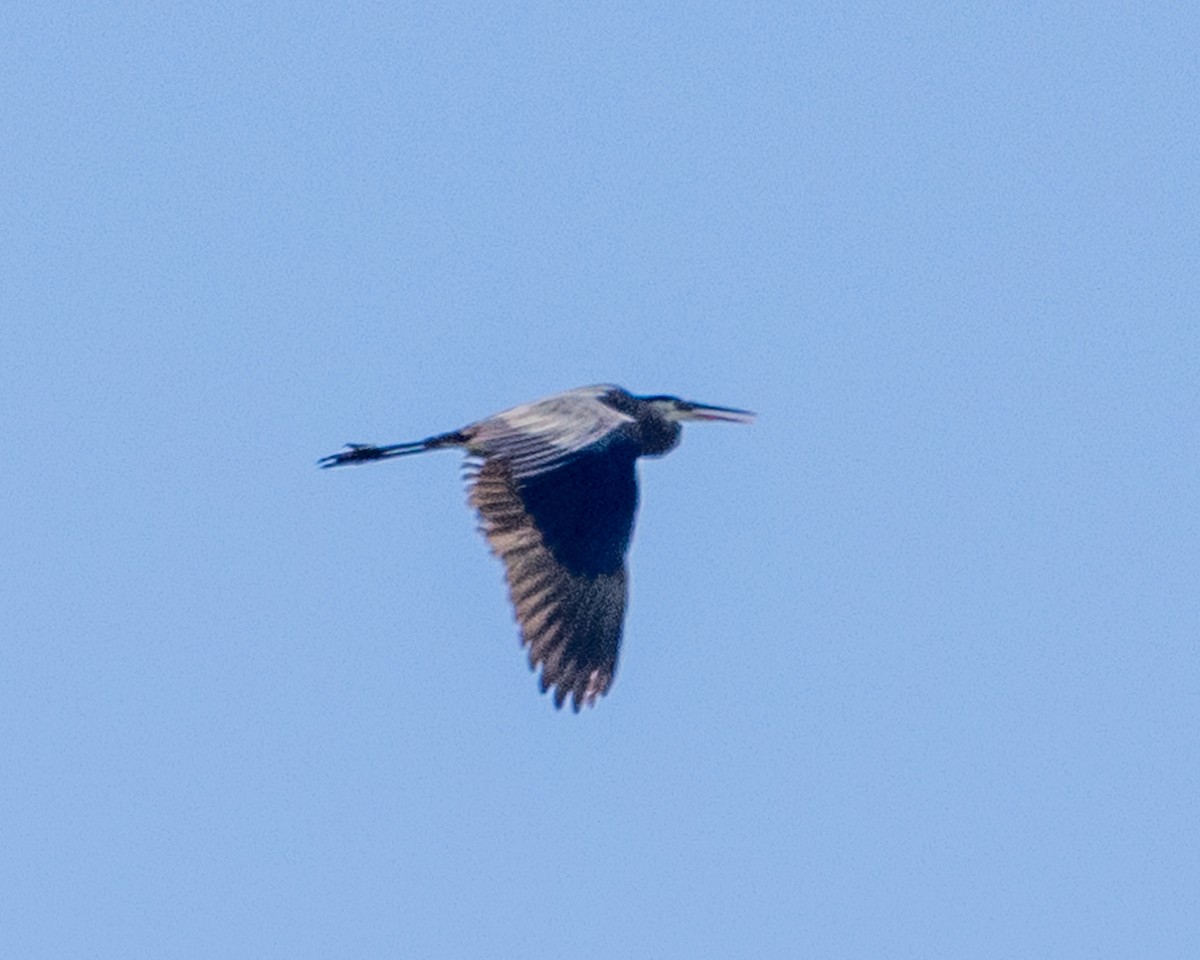 Garza Azulada (grupo herodias) - ML620377035