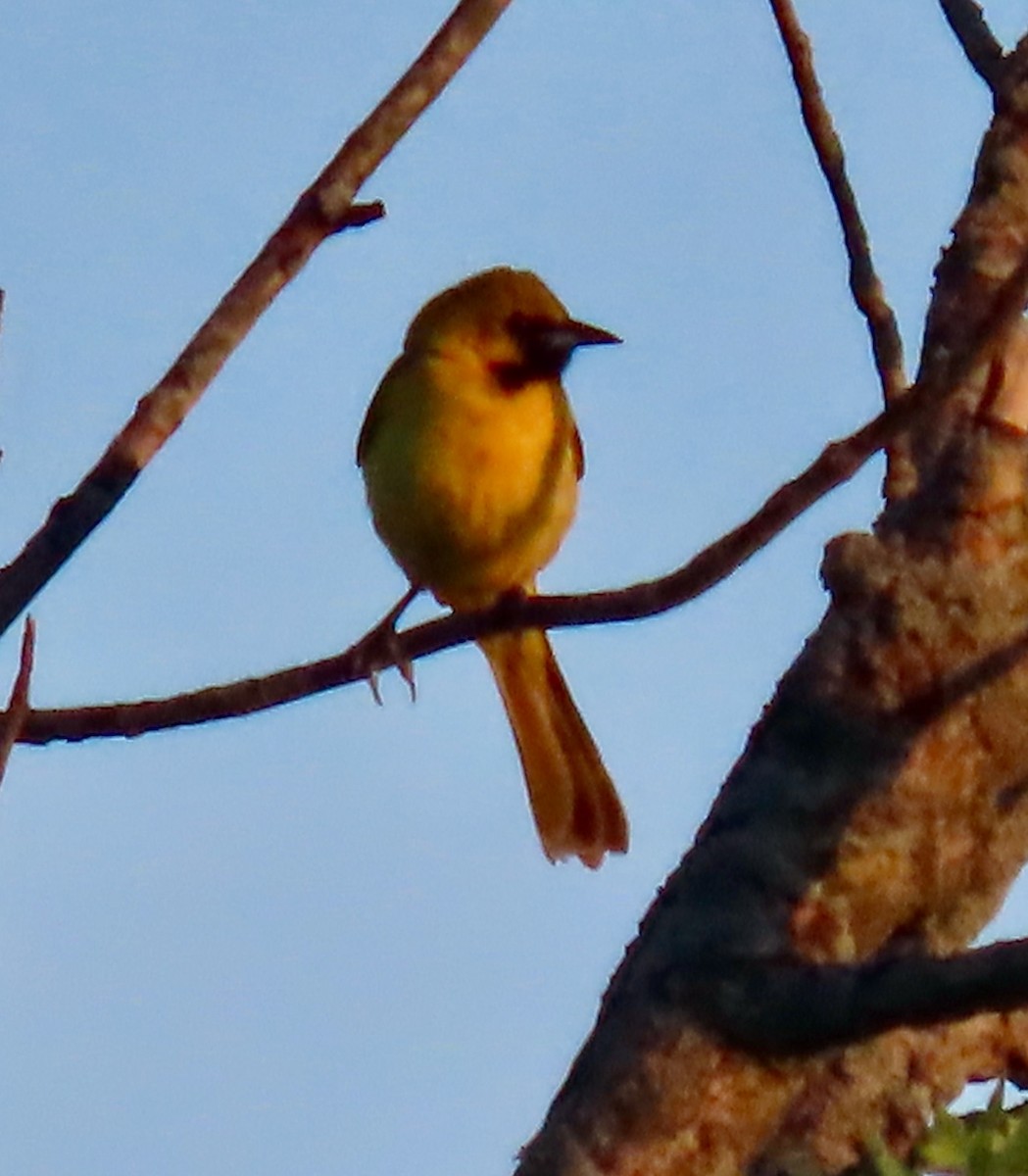 Orchard Oriole - ML620377038