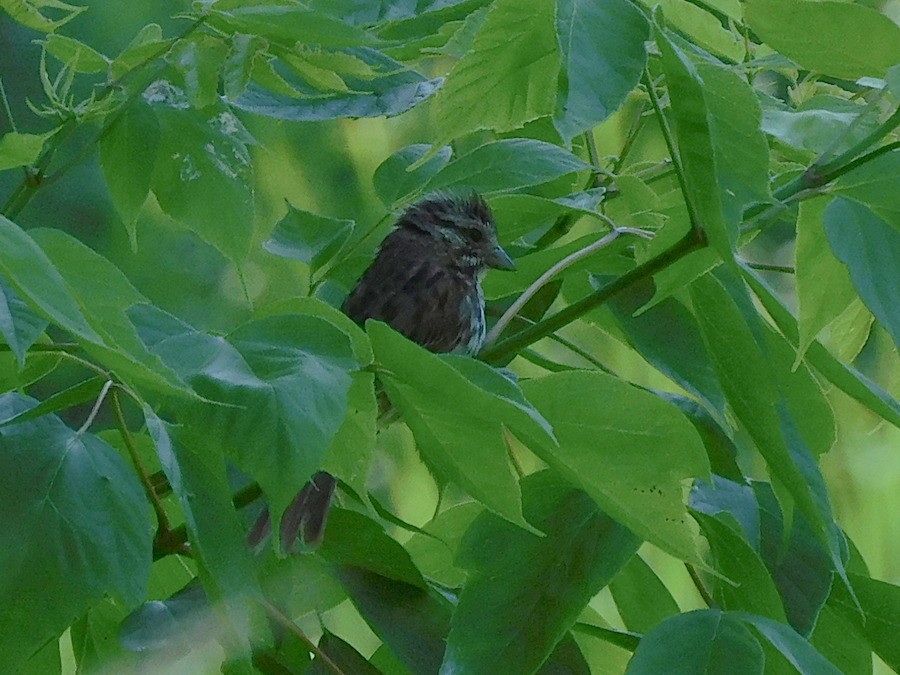 Song Sparrow - ML620377046