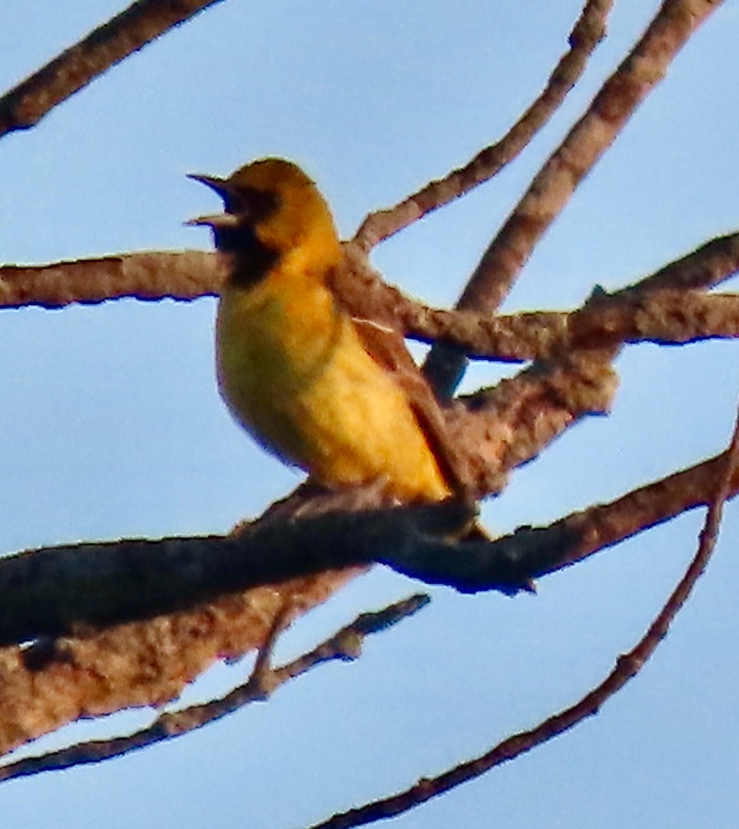 Orchard Oriole - ML620377063