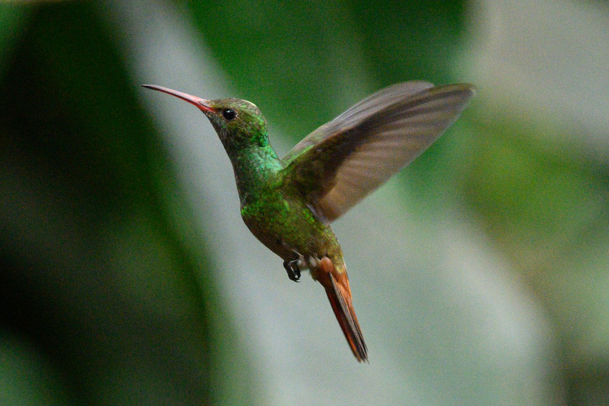 Rufous-tailed Hummingbird - ML620377066