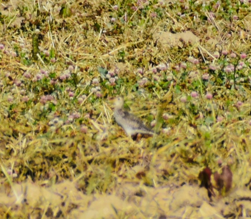 Upland Sandpiper - Jan Klooster
