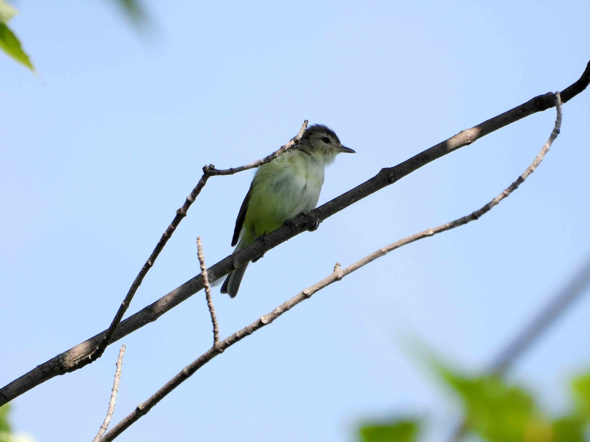 Warbling Vireo - ML620377087