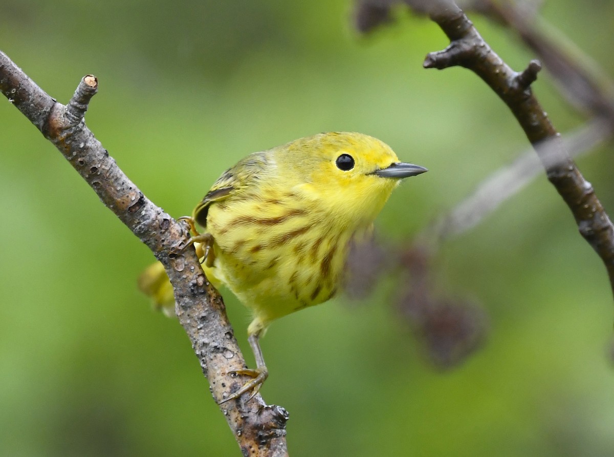 Yellow Warbler - ML620377091