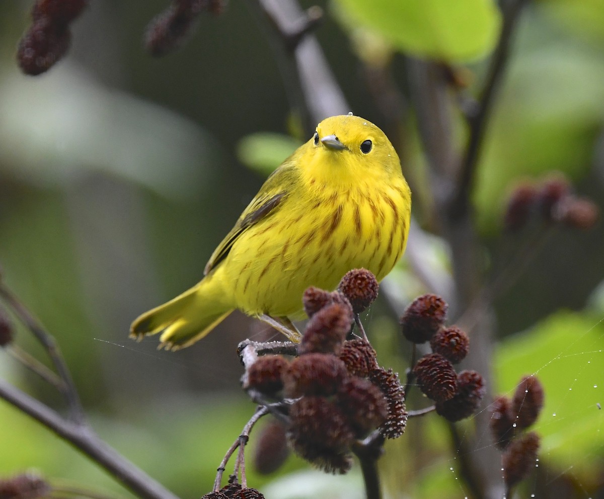 Yellow Warbler - ML620377094