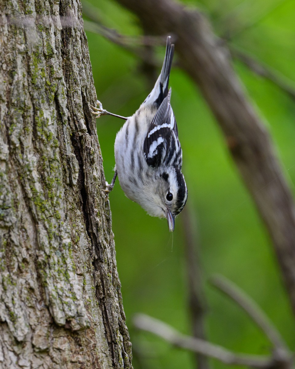 Black-and-white Warbler - ML620377100