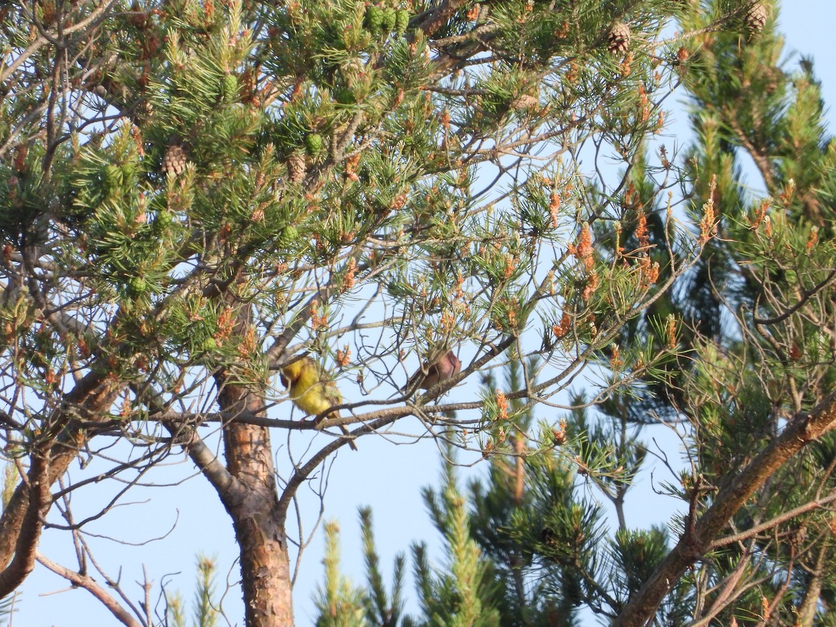 Red-headed Bunting - ML620377121