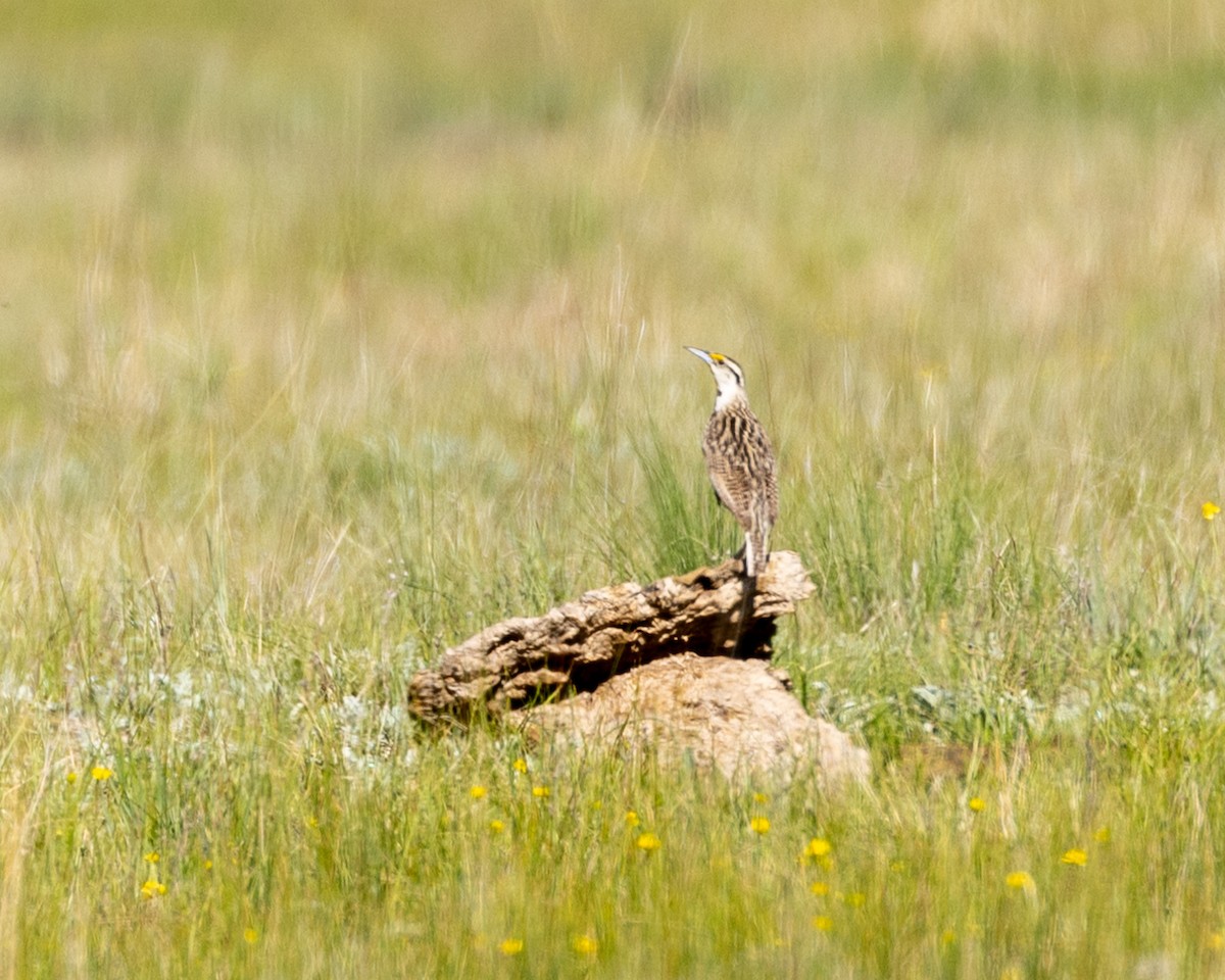 Chihuahuan Meadowlark - ML620377129