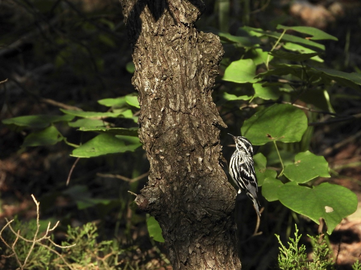 Black-and-white Warbler - ML620377145