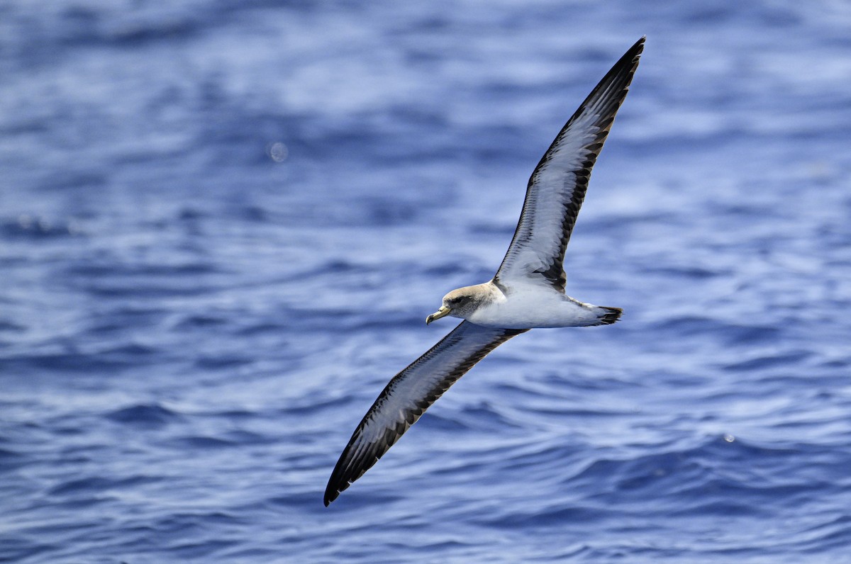 Cory's Shearwater (Scopoli's) - ML620377147