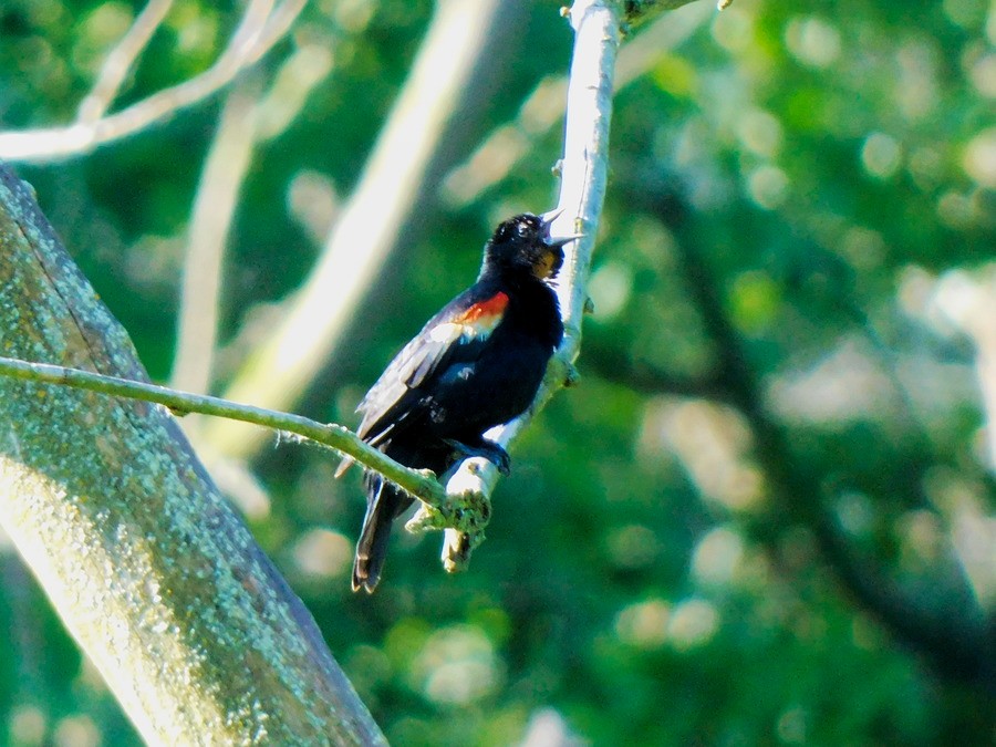 Red-winged Blackbird - ML620377152