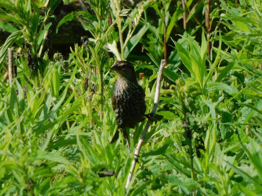 Red-winged Blackbird - ML620377156