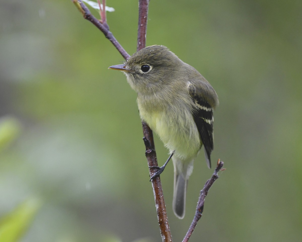 Yellow-bellied Flycatcher - ML620377173