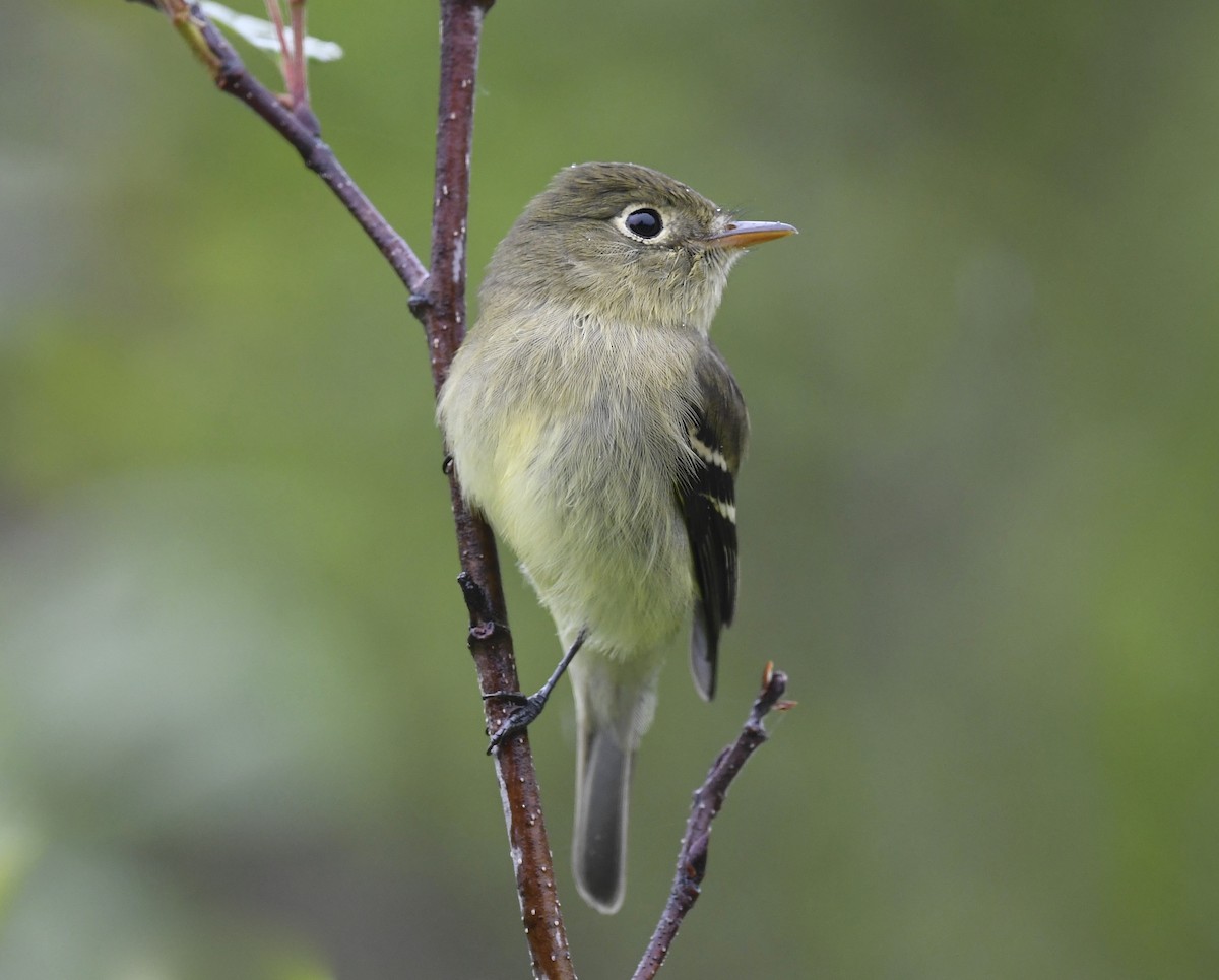 Yellow-bellied Flycatcher - ML620377174