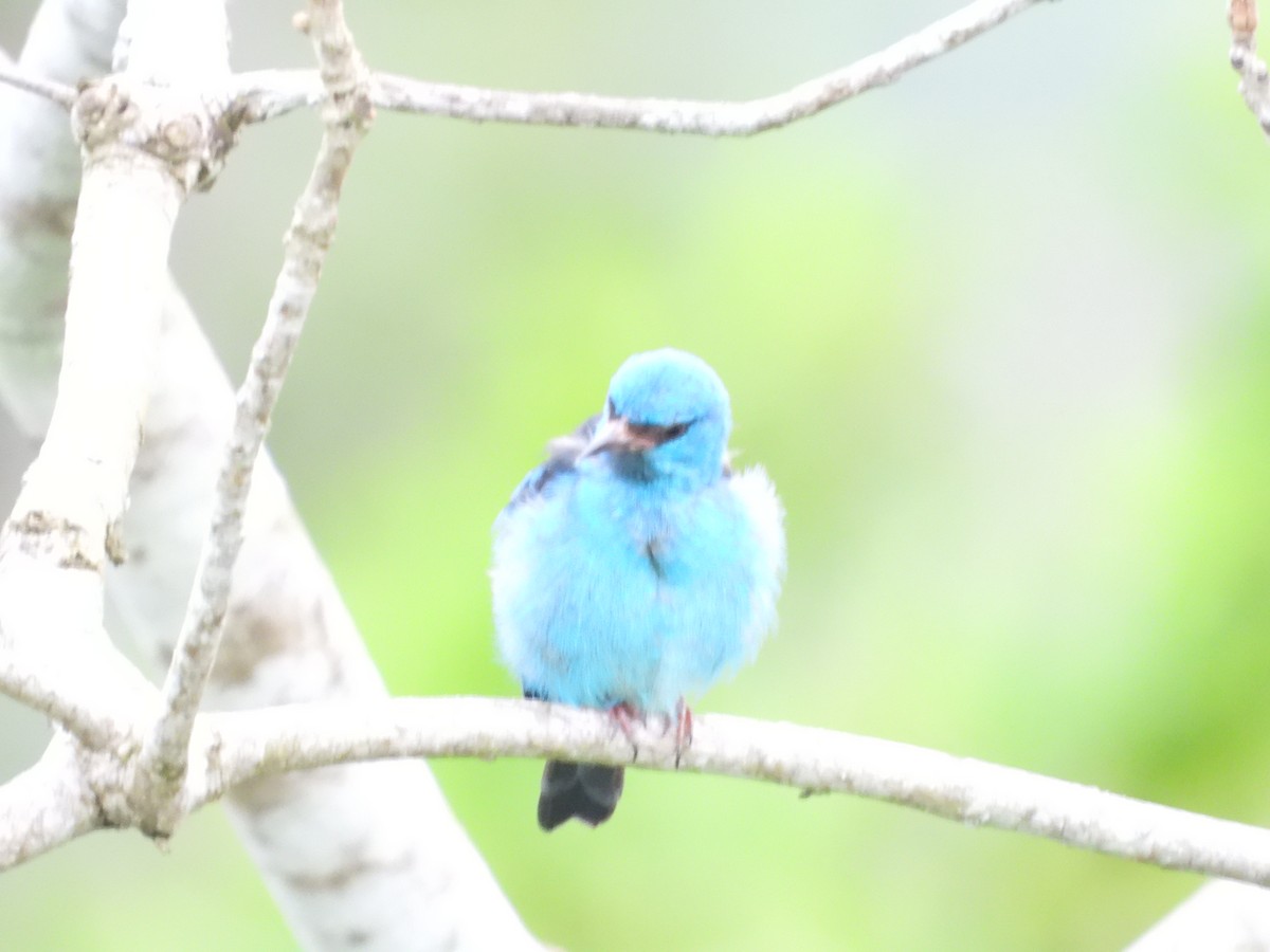 Blue Dacnis - ML620377181