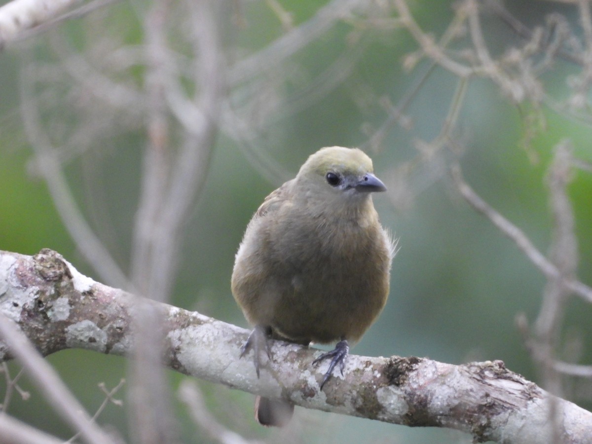 Plain-colored Tanager - ML620377200