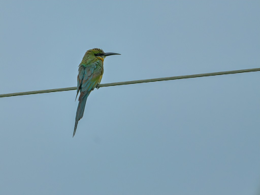 Blue-tailed Bee-eater - ML620377204