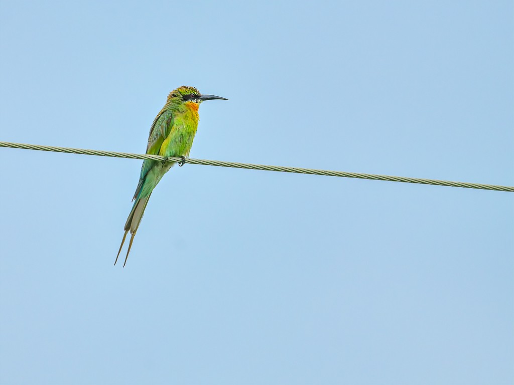 Blue-tailed Bee-eater - ML620377205