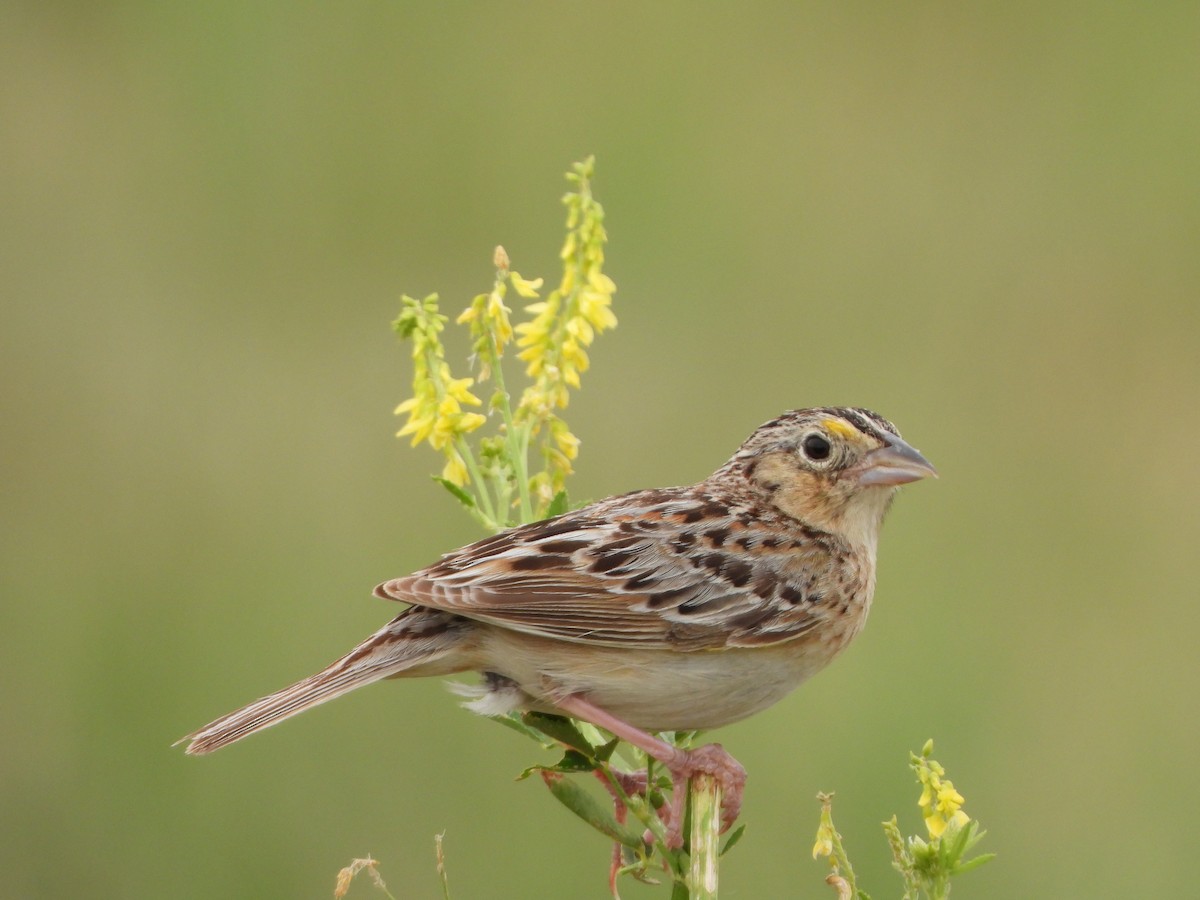 Grasshopper Sparrow - ML620377217