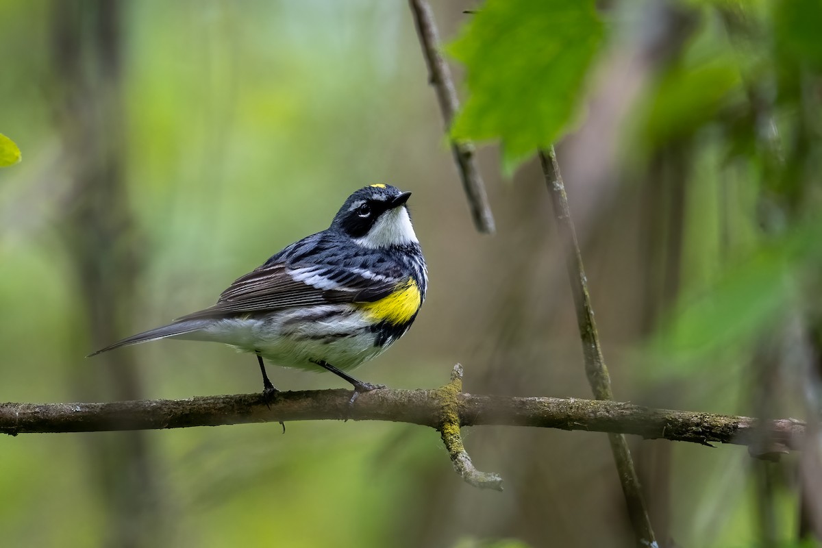 Yellow-rumped Warbler - ML620377220