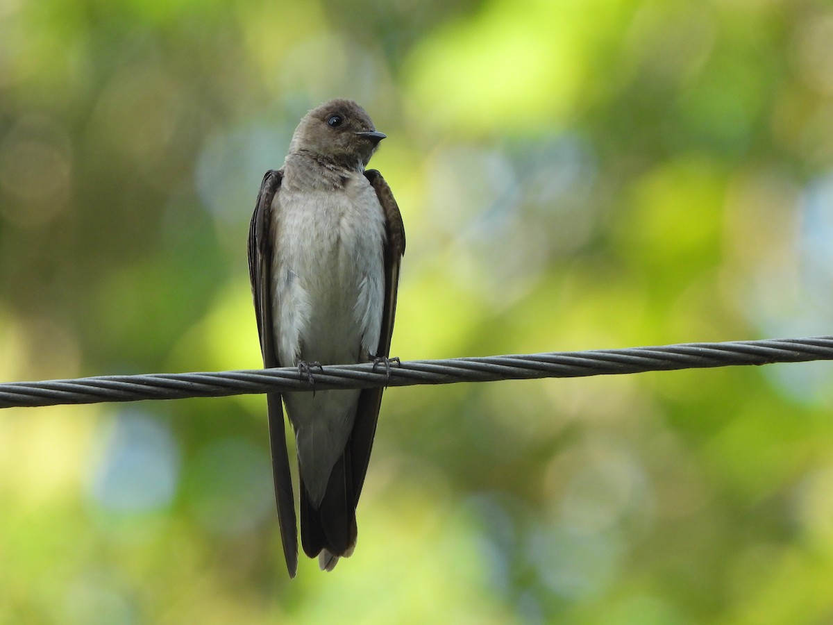 Northern Rough-winged Swallow - ML620377240