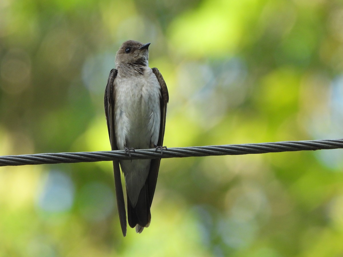 Northern Rough-winged Swallow - ML620377241