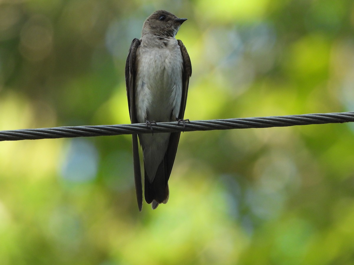 Northern Rough-winged Swallow - ML620377243