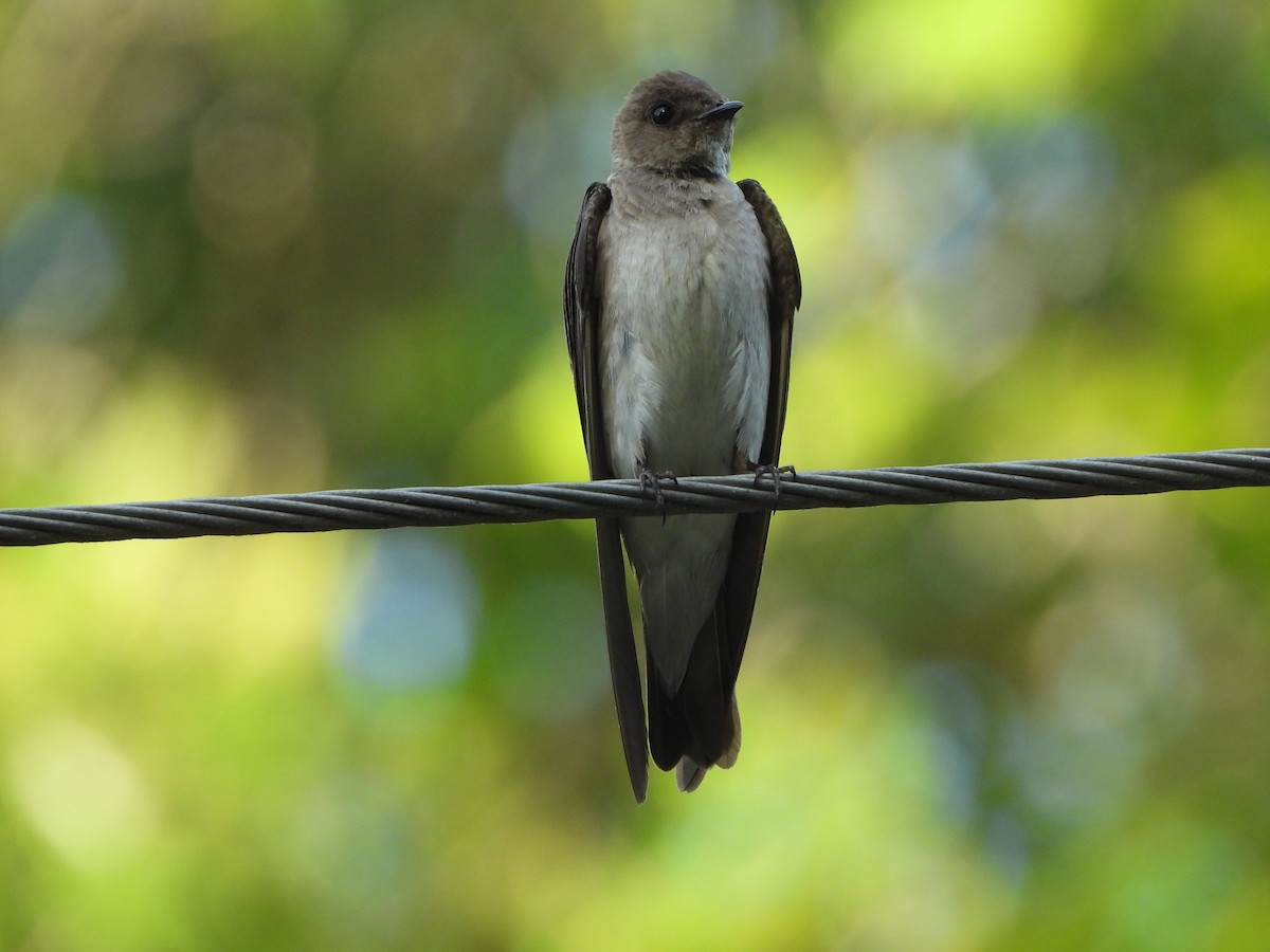Northern Rough-winged Swallow - ML620377244