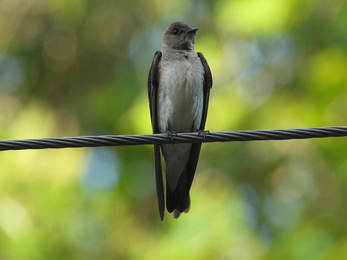 Northern Rough-winged Swallow - ML620377245