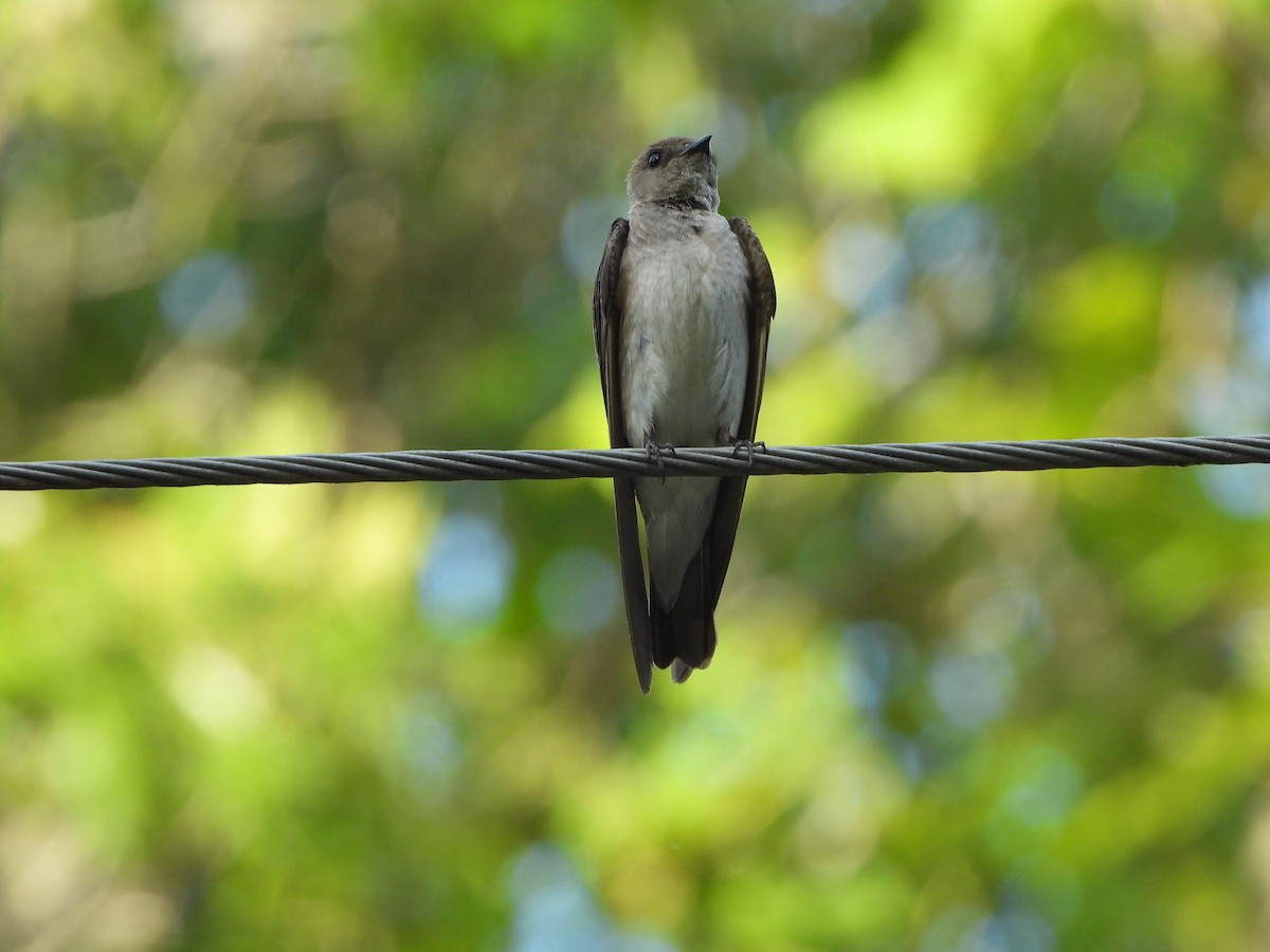 Northern Rough-winged Swallow - ML620377246