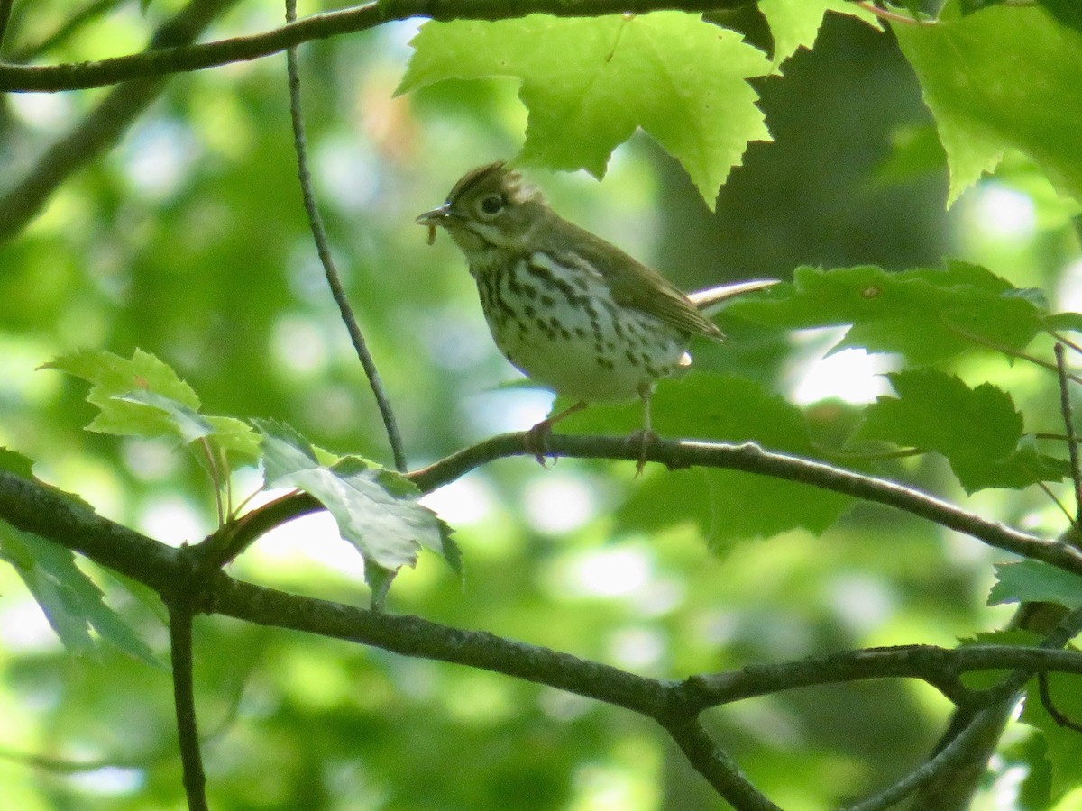 Paruline couronnée - ML620377252