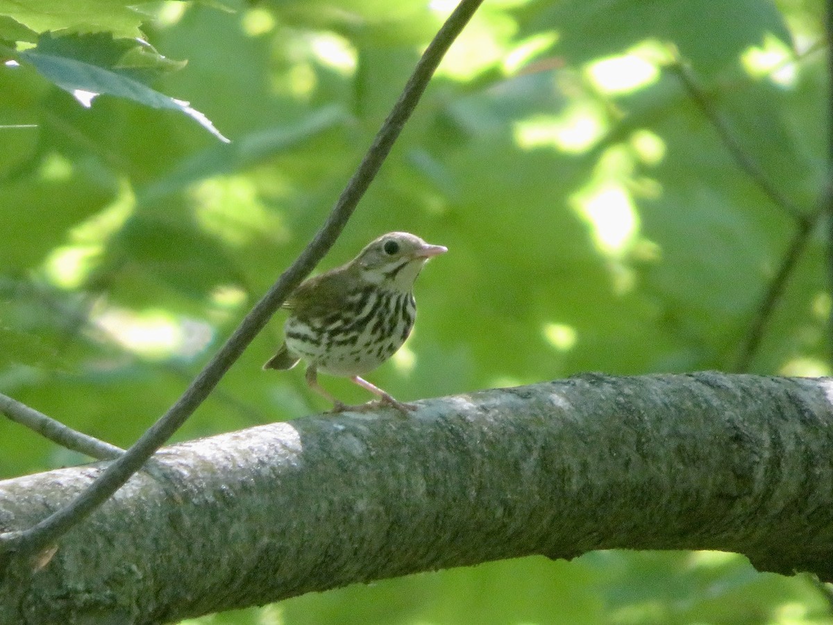 Paruline couronnée - ML620377255