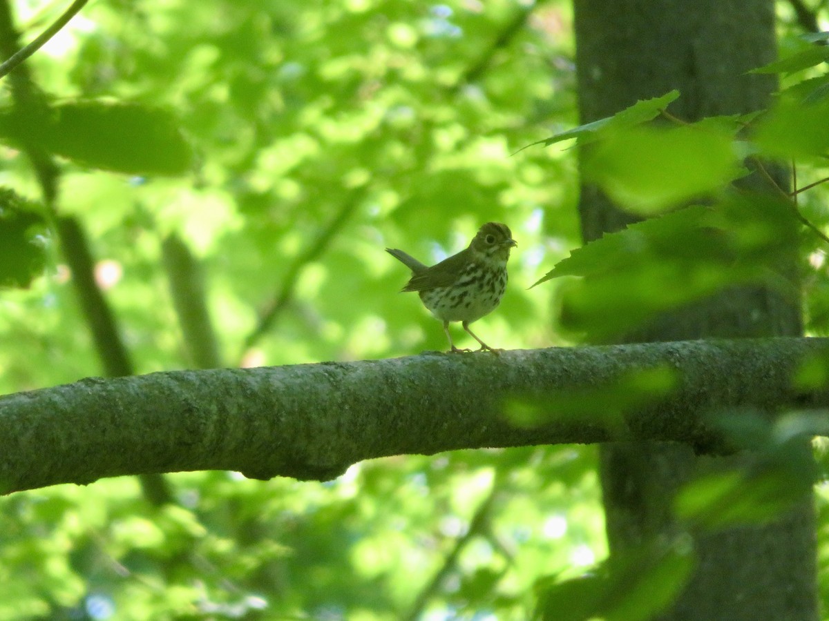 Ovenbird - ML620377256