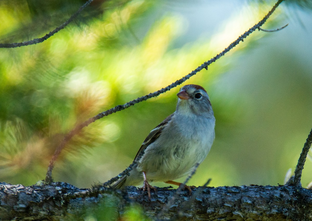 Chipping x Field Sparrow (hybrid) - ML620377261