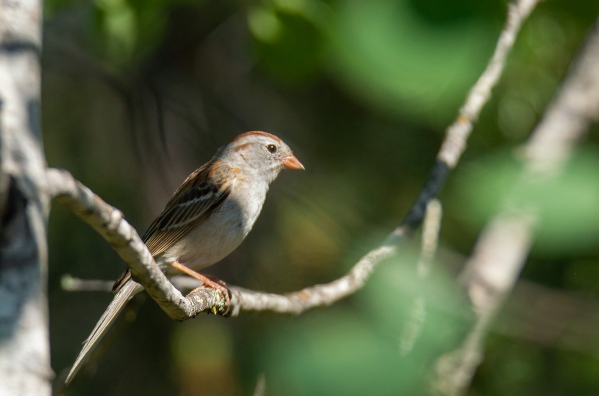 Chipping x Field Sparrow (hybrid) - ML620377263