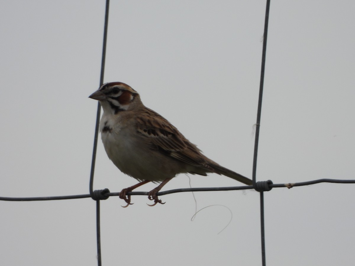 Lark Sparrow - ML620377265