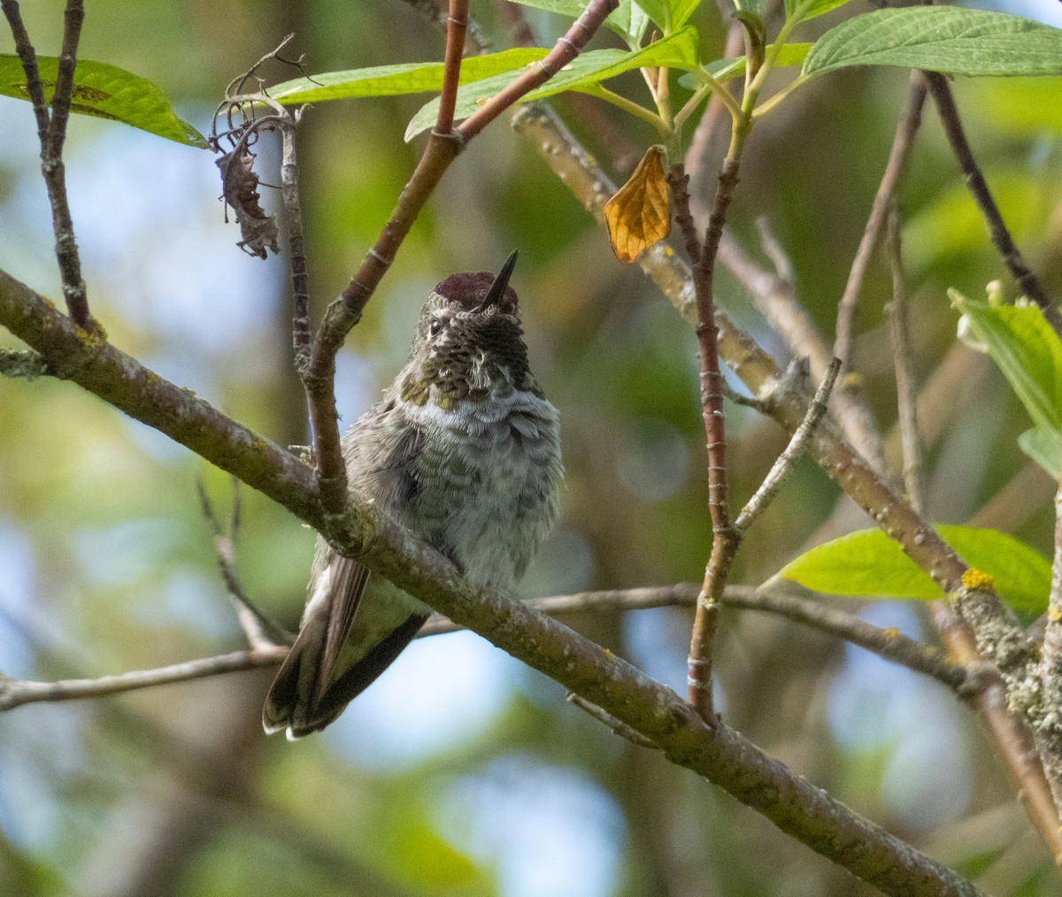 Anna's Hummingbird - ML620377266