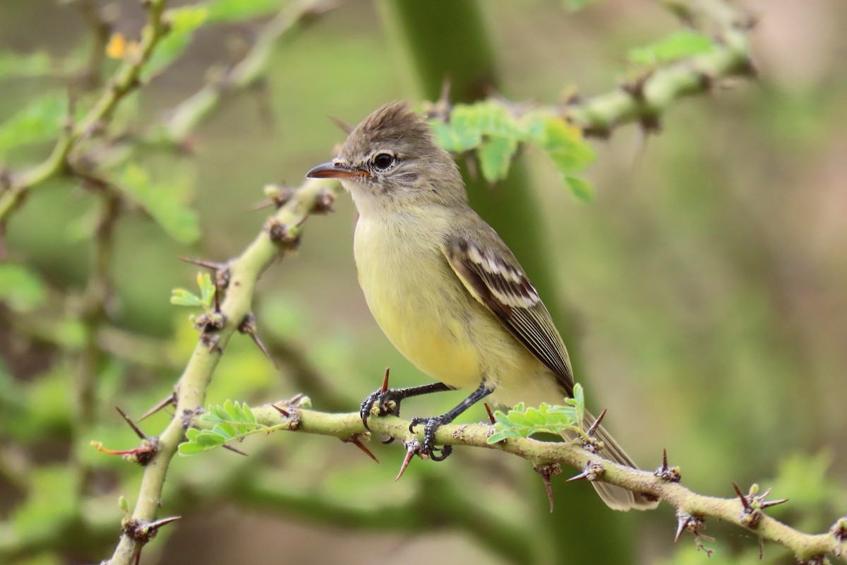 Southern Beardless-Tyrannulet - ML620377273